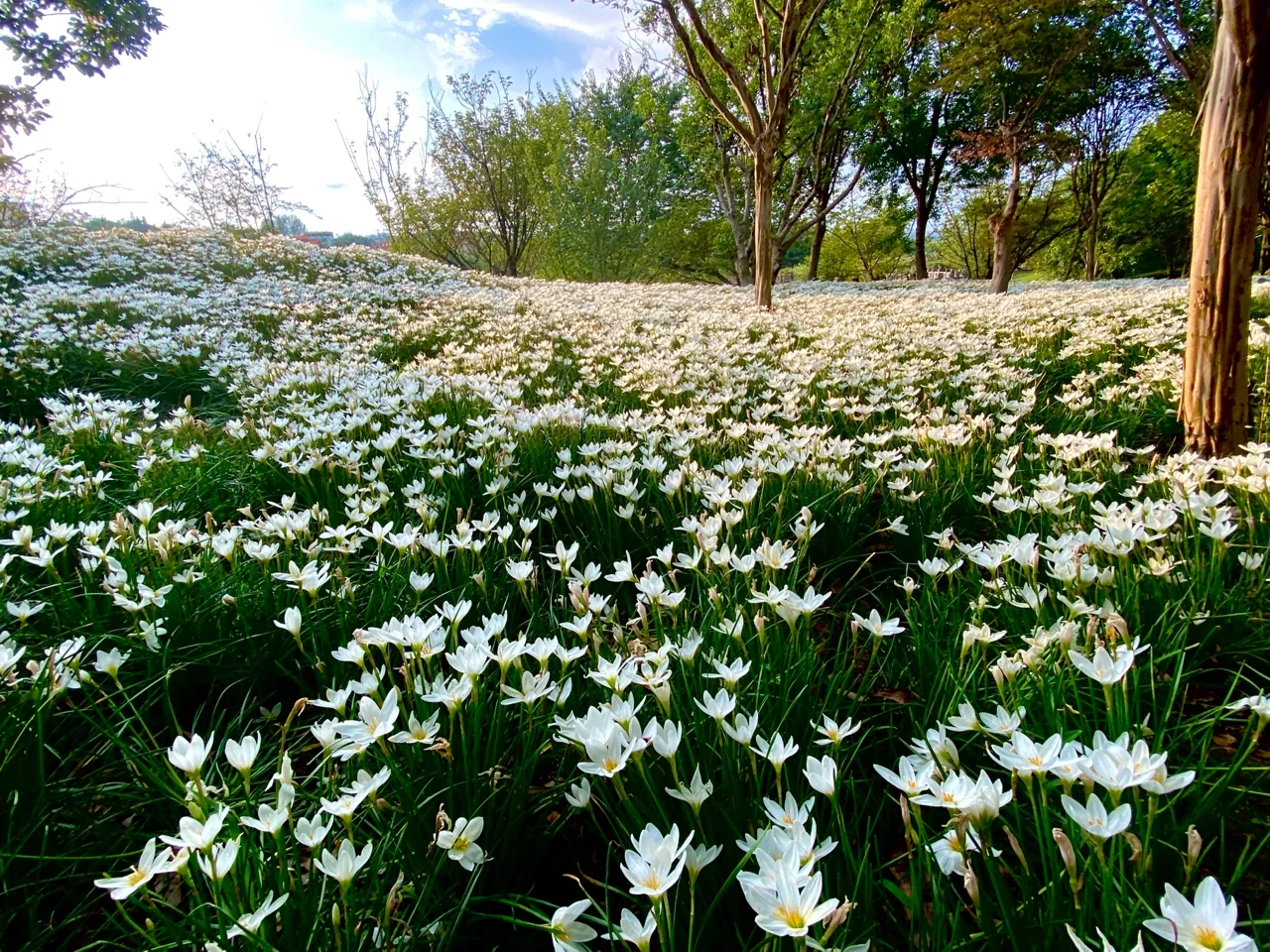 乱花渐欲迷人眼，足球豪杰风采依旧
